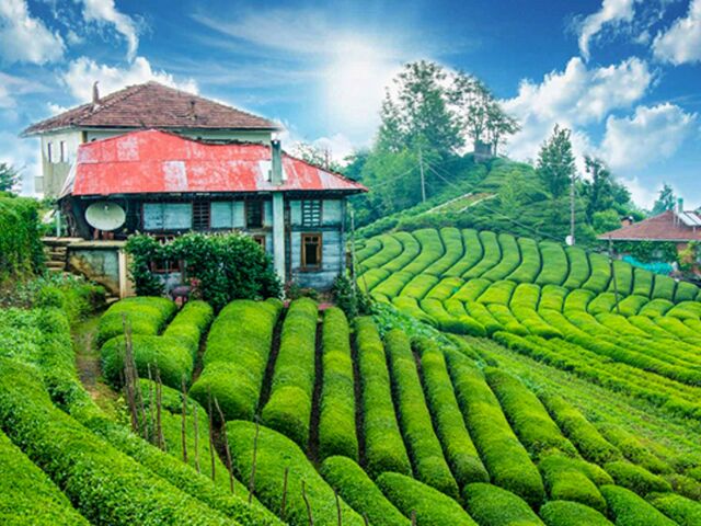 İkonik Karadeniz Yaylaları ve Batum Turu | 3 Gece Konaklamalı Uçaklı İstanbul Çıkışlı Kurban Bayramı Özel