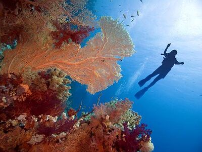 SHARM & KAHİRE TURU Pegasus Havayolları İle Kurban Bayramı Özel 5 Gece 6 Gün