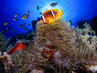 Sharm El Sheikh Turu Pegasus Havayolları İle 3 Gece 4 Gün - Herşey Dahil Konaklama 