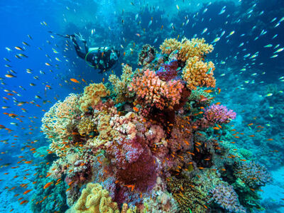 İzmir Çıkışlı Kahire Ve Hurgada (Luksor) Turu - Pegasus Havayolları İle 7 Gece 9 Gün