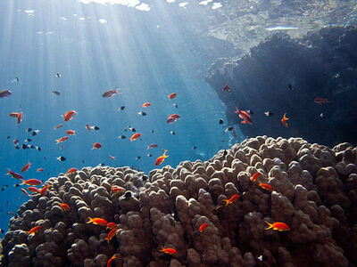 Sharm El Sheikh Turu Pegasus Hava Yolları İle 3 Gece 4 Gün - Şehir Turu Dahil - 2026