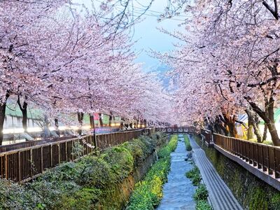 Japonya Kore Turu - Asiana Havayolları İle  10 Gece 12 Gün