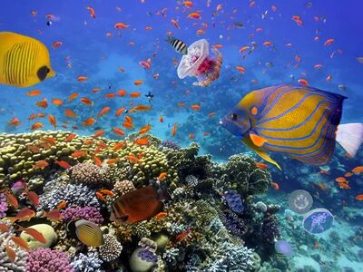 Promosyon Sharm El Sheikh Turu Ajet ile 5 Gece Transfer Saatine Kadar Otel Kullanımlı