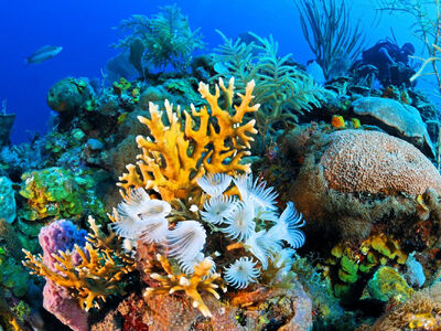 Baştanbaşa Mısır Masalı  (Sharm – Kahire – Hurghada) Ajet Hava Yolları İle 7 Gece 9 Gün