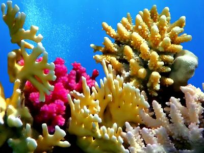 Sharm el Sheikh - Kahire ve  İskenderiye Masalı Ajet Hava Yolları İle 5 Gece 7 Gün