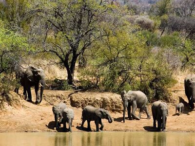 ELEGANT GÜNEY AFRİKA Türk Hava Yolları ile 7 Gece 8 Gün (CPT - JNB)