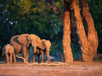 Afrika Keşfi “Güney Afrika, Zimbabve, Botsvana” THY ile 7 gece (CPT-JNB) 