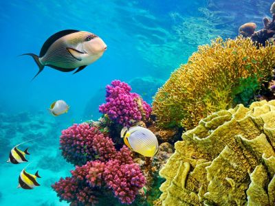 Şeker Bayramı Özel Sharm el Sheikh Her Şey Dahil Konaklama 4 Gece / 5 Gün